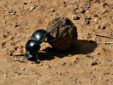 Dung beetles use the Milky Way to find their way home