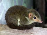 Scientist purposely eats a shrew without chewing it