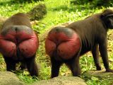 Buttock pads in Celebes macaques