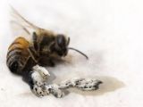 Bees, the future's living 3D printers
