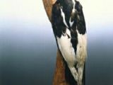 Stuffed imperial woodpecker (Campephilus imperialis)