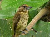 Bar-breasted piculet (Picumnus aurifrons)