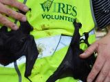 About 100 young bats have been rescued so far