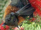 Fruit bats live in tropical and subtropical regions