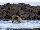 Sea lions really "fly" with their fore limbs