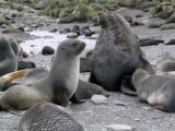 Northern fur seals