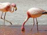James flamingos (P jamesi)