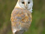 Barn owl (Tyto alba)