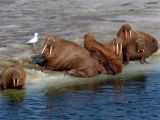 Females and juveniles walruses
