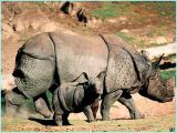Armored Indian rhino