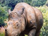 Sumatran rhino, the smallest living species