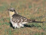 Great spotted cuckoo (Clamator glandarius)
