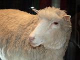Dolly the sheep was the world's first cloned animal