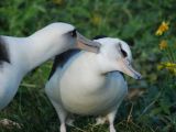 Researchers say these birds mate for life