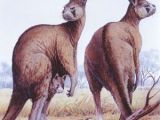 The extinct giant short faced kangaroos