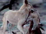 Dingo carrying a hunted kangaroo