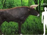 Aurochs were much larger than cows are