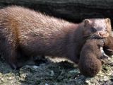 This American mink