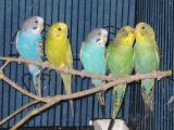 Young budgerigars