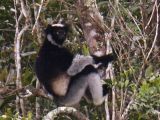 Indri, the largest living lemur