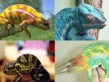 Various shapes and colors in chameleons