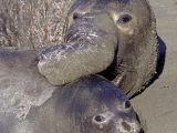 Elephant seals: male and female