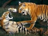 Bengal tiger cub in simulated fight