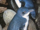 Little blue penguins