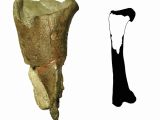 The fossil is a portion of a femur leg bone