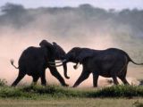 African elephant bulls fighting for a female