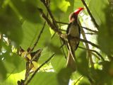 Red billed dwarf hornbill (Tockus camurus)