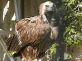 Eurasian black vulture (Aegypius monachus)