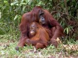 Borneo female orangutan with young