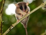 The pygmy possum of the genus Cercartetus could be a species endemic to Foja Mountains