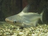 Pangasius krempfi, the migratory catfish