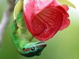 Blue-tailed day gecko on a Trochetia flower