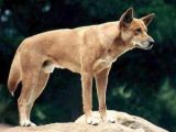 A large dingo