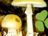 Death cap (Amanita phalloides), the deadliest mushroom in Europe