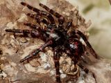 Funnel web spider (Atrax robustus)