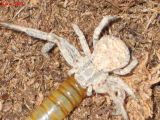 Six-eyed sand spiders (Sicarius)