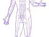 Acupuncture meridians and points