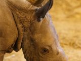 Rhinos are now in danger of going extinct