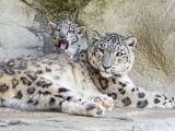 Conservationists fear snow leopards will soon go extinct