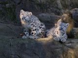 They were born to a snow leopard female living in captivity in Switzerland
