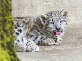 Snow leopards are currently listed as an endangered species