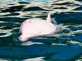 The marine animal turns pink