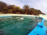 The dolphin lives at the Taiji Whale Museum in Japan
