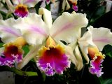 Cattleya rex from northern Andes