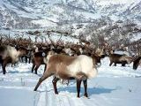 Kamchatka reindeer