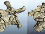 Old fossil identified at last thanks to 3D printed mockup